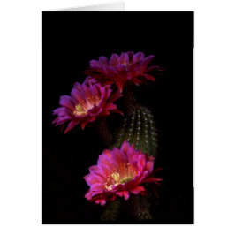 Spring Cactus flower trio