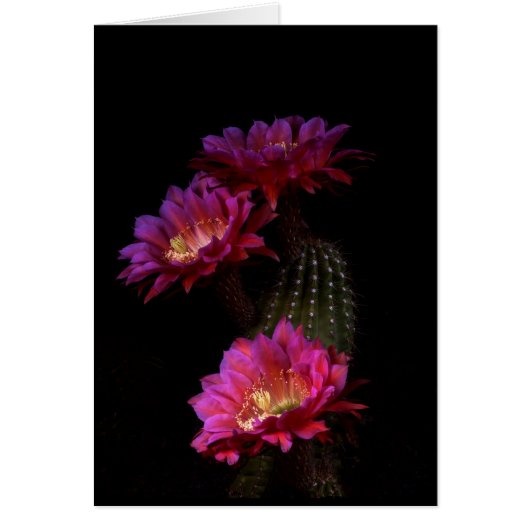 Spring Cactus flower trio (Voorkant)