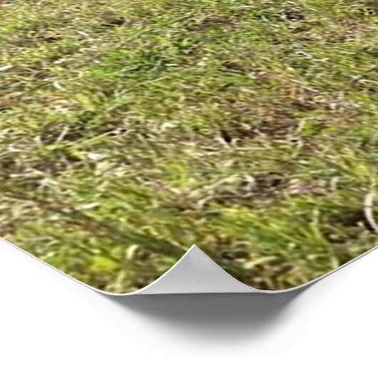 Spring Calves Poster (Hoek)