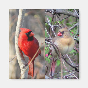 Spring Cardinals Magneet