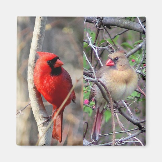 Spring Cardinals Magneet (Voorkant)