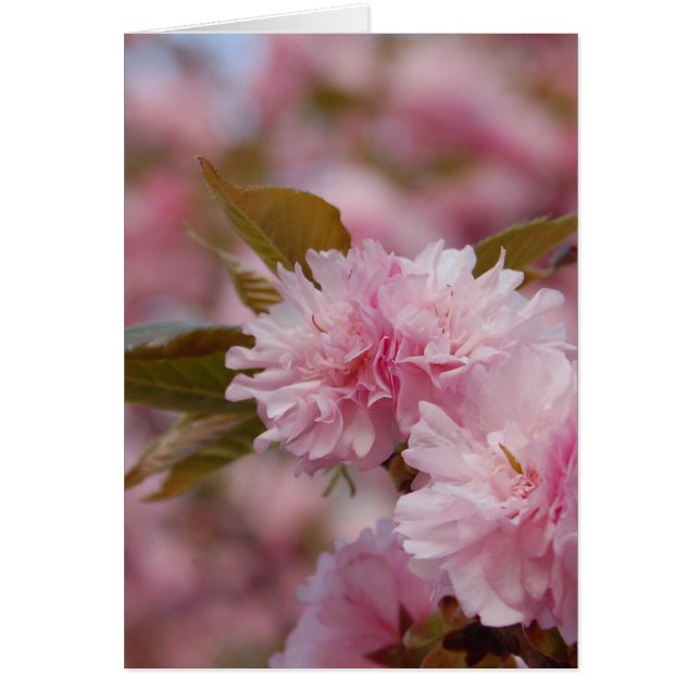 Spring Cherry Blossom (Voorkant)