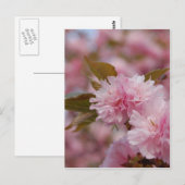 Spring Cherry Blossom Briefkaart (Voorkant / Achterkant)