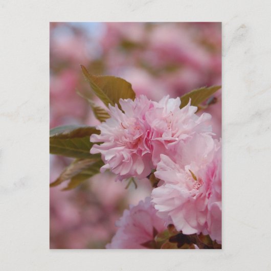 Spring Cherry Blossom Briefkaart (Voorkant)