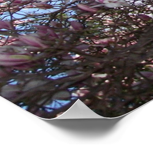 Spring Cherry Blossom Poster (Hoek)