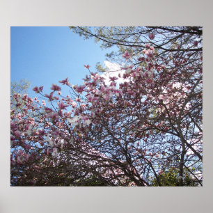 Spring Cherry Blossom Poster