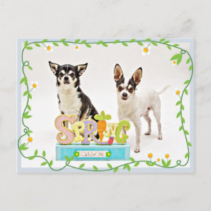 Spring Chihuahua's Briefkaart