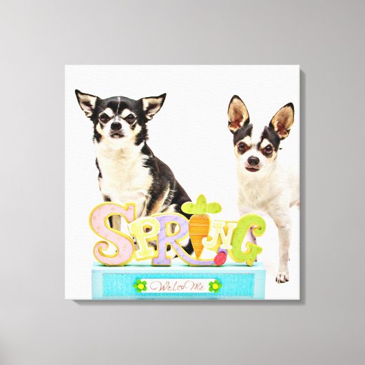 Spring Chihuahua's Canvas Afdruk (Voorkant)