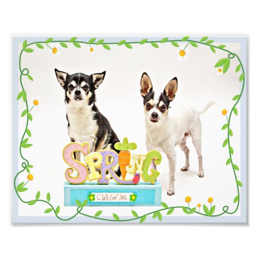 Spring Chihuahua's Foto Afdruk (Voorkant)