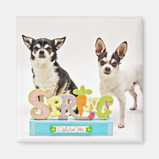 Spring Chihuahua's Magneet (Voorkant)