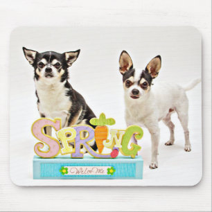 Spring Chihuahua's Muismat
