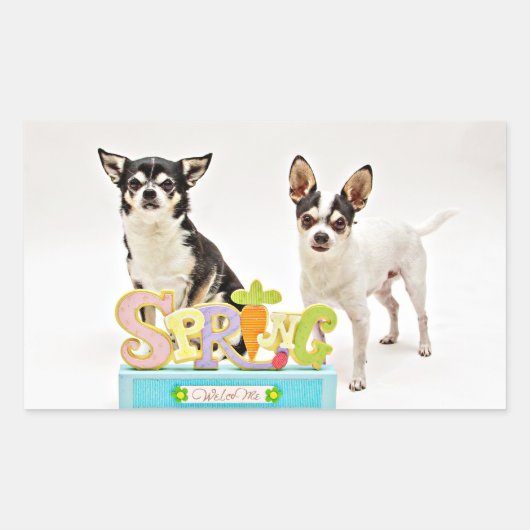 Spring Chihuahua's Rechthoekige Sticker (Voorkant)