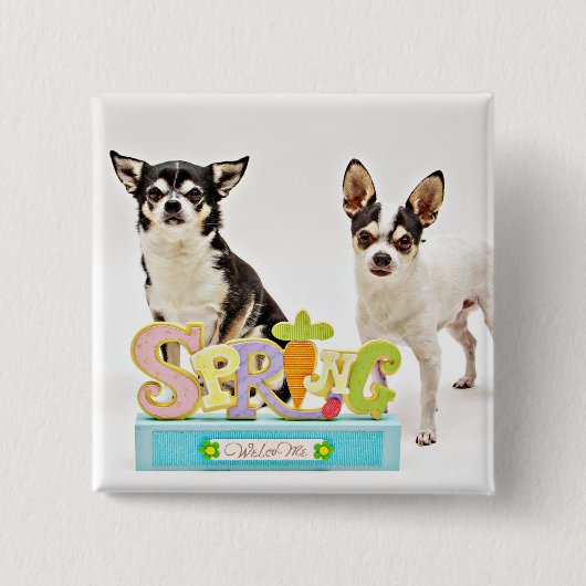 Spring Chihuahua's Vierkante Button 5,1 Cm (Voorkant)