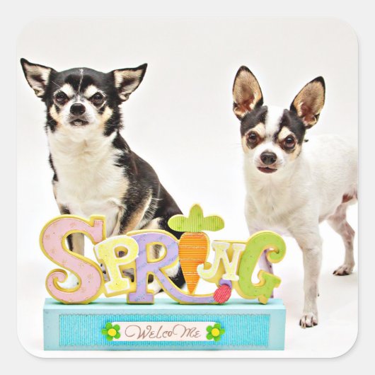 Spring Chihuahua's Vierkante Sticker (Voorkant)