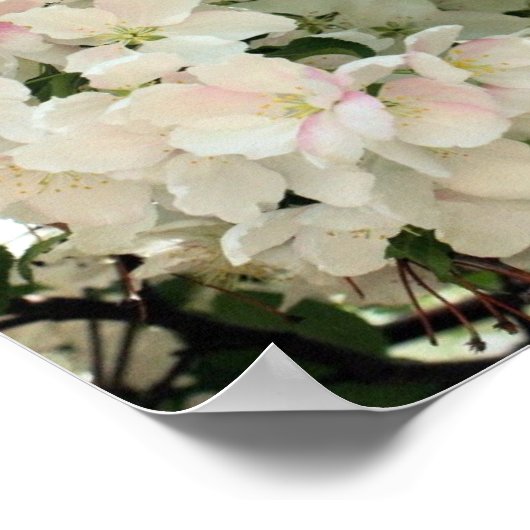 Spring Crabapple Flower Blosems Close Poster (Hoek)