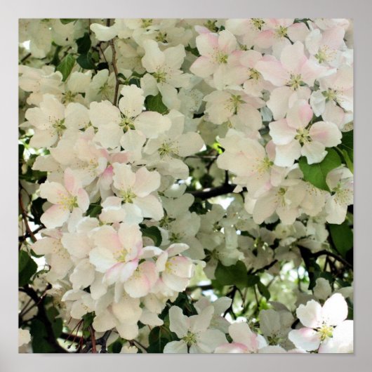 Spring Crabapple Flower Blosems Close Poster (Voorkant)