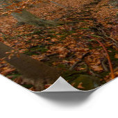 Spring Creek, Cuyahoga Valley NP, Ohio Poster (Hoek)