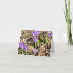 Spring Crocus Blooms Feestdagen Kaart