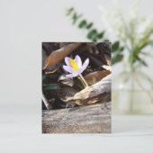 Spring Crocus Briefkaart (Staand voorkant)
