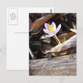 Spring Crocus Briefkaart (Voorkant / Achterkant)