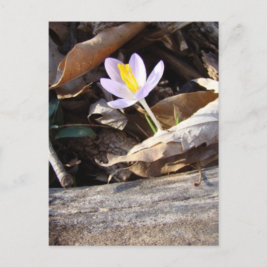 Spring Crocus Briefkaart (Voorkant)