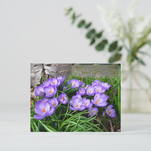 Spring Crocus Briefkaart (Staand voorkant)