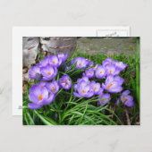 Spring Crocus Briefkaart (Voorkant / Achterkant)
