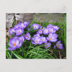 Spring Crocus Briefkaart