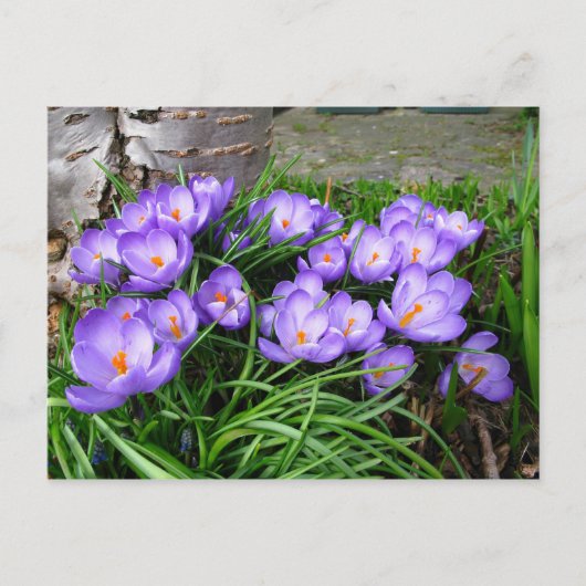 Spring Crocus Briefkaart (Voorkant)