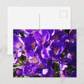 SPRING CROCUS BRIEFKAART (Voorkant / Achterkant)