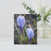 SPRING CROCUS BRIEFKAART (Staand voorkant)