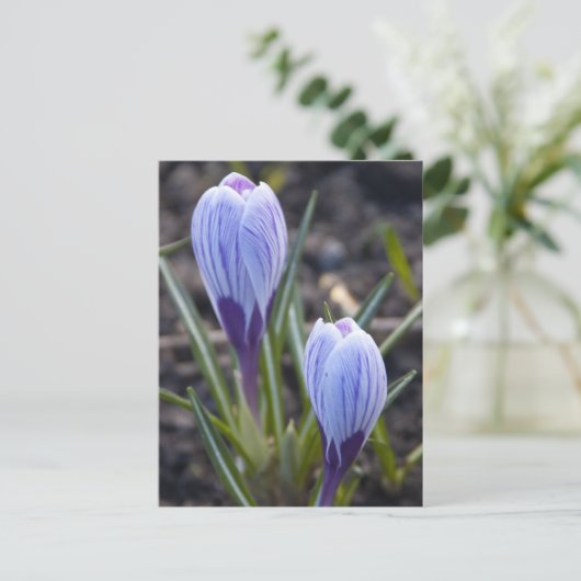 SPRING CROCUS BRIEFKAART (Staand voorkant)