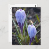 SPRING CROCUS BRIEFKAART (Voorkant / Achterkant)