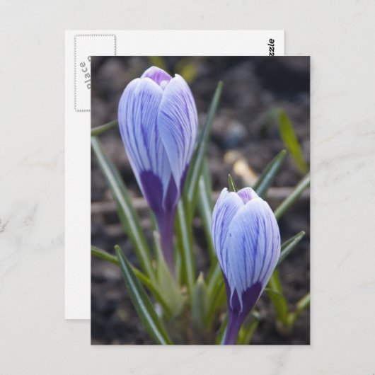 SPRING CROCUS BRIEFKAART (Voorkant / Achterkant)