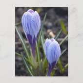 SPRING CROCUS BRIEFKAART (Voorkant)