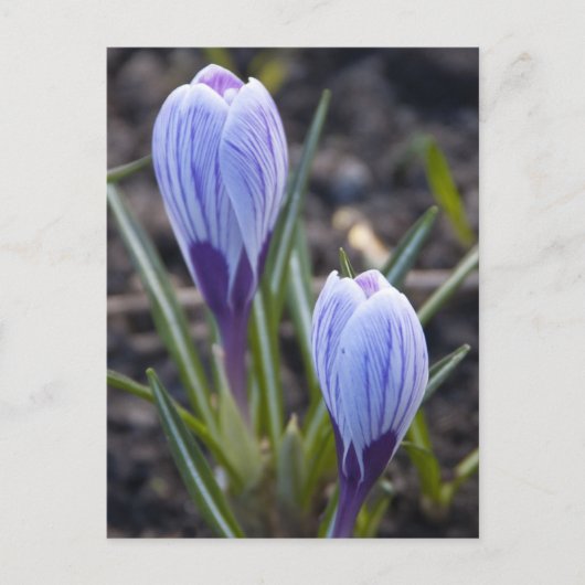 SPRING CROCUS BRIEFKAART (Voorkant)