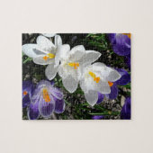 Spring Crocus Flowers in Park Legpuzzel (Horizontaal)