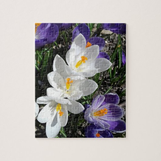 Spring Crocus Flowers in Park Legpuzzel (Verticaal)