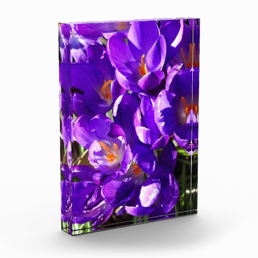 SPRING CROCUS FOTOBLOKKEN (Links)