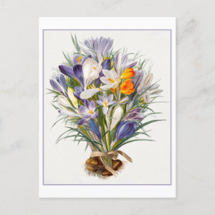  Spring Crocus Illustration Briefkaart