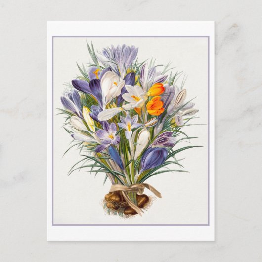 Spring Crocus Illustration Briefkaart (Voorkant)