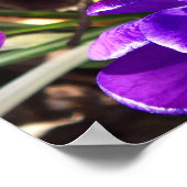 SPRING CROCUS POSTER (Hoek)