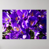 SPRING CROCUS POSTER (Voorkant)