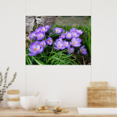 Spring Crocus Poster (Keuken)