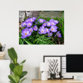 Spring Crocus Poster (Thuiskantoor)