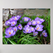 Spring Crocus Poster (Voorkant)