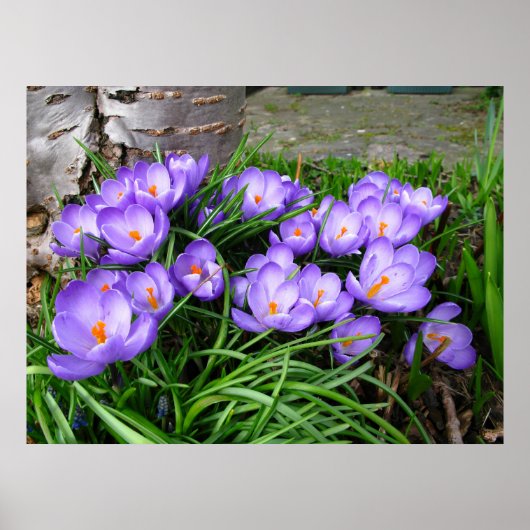 Spring Crocus Poster (Voorkant)