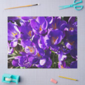 SPRING CROCUS TISSUEPAPIER (Craft)