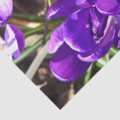 SPRING CROCUS TISSUEPAPIER (Detail)