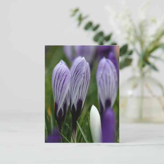 Spring Crocuses briefkaart (Staand voorkant)
